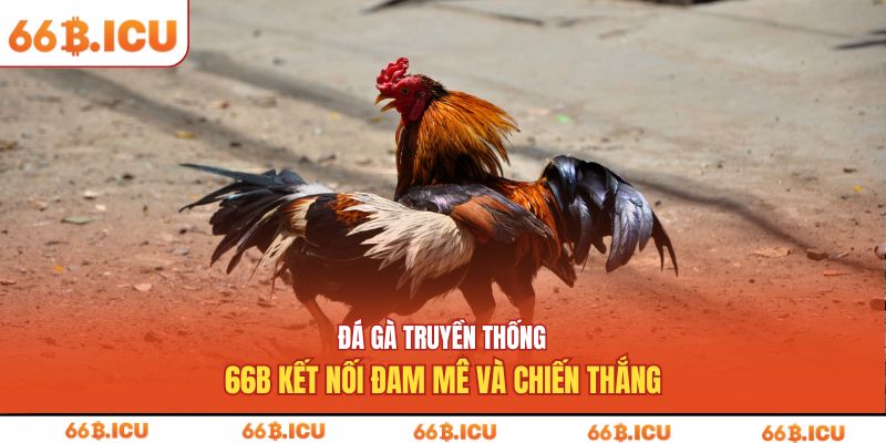 đá gà truyền thống