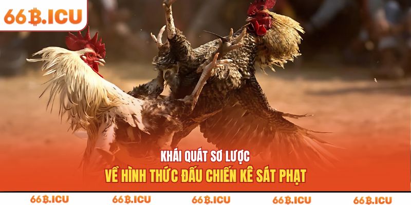 Khái quát sơ lược về hình thức đấu chiến kê sát phạt