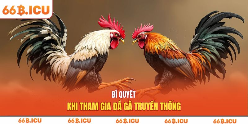Bí quyết khi tham gia đá gà truyền thống